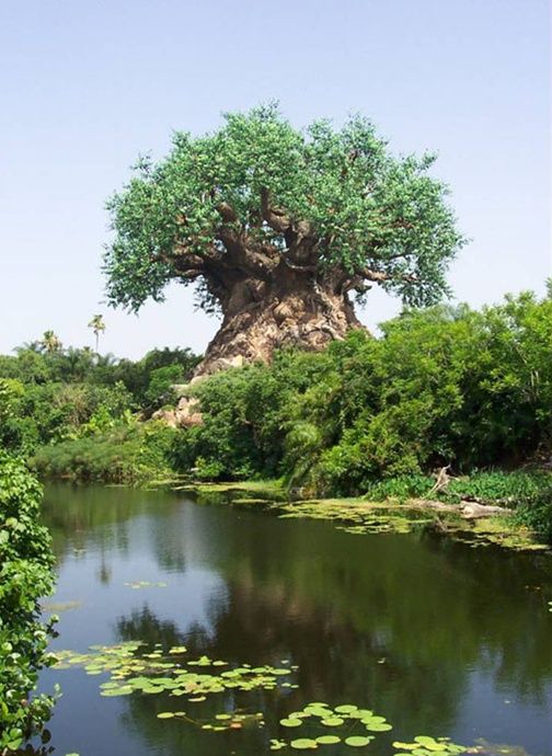 Удивительное дерево (10 Фото)