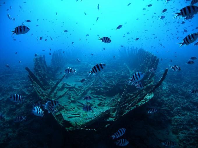 Удивительный подводный мир (16 Фото)