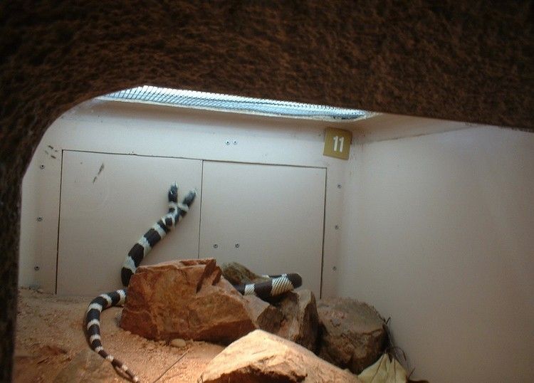 Двухголовая змея (7 Фото)