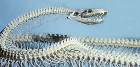 Скелеты змей (14 Фото)