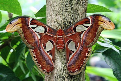Самая большая бабочка в мире (11 Фото)