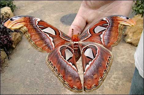 Самая большая бабочка в мире (11 Фото)