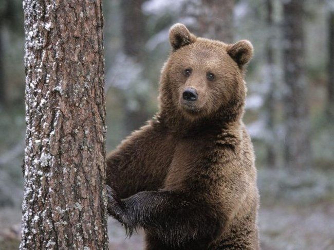 Медведи (34 Фото)