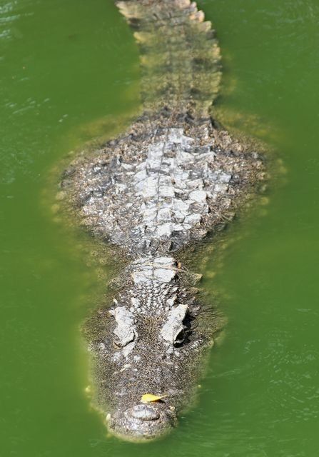 Крокодиловая ферма (27 Фото)