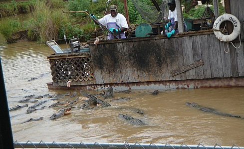 Крокодилы (9 Фото)