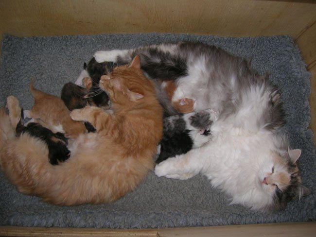 Пополнение в котячьей семье (15 Фото)