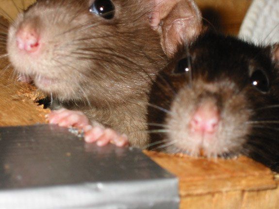 Забавные крысы (18 Фото)
