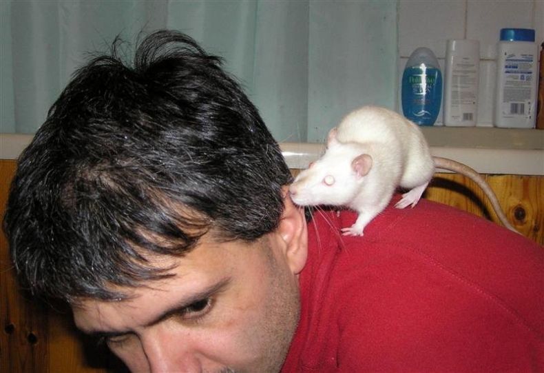 Забавные крысы (18 Фото)