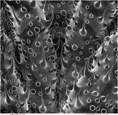 Как выглядит марихуана под микроскопом... (19 Фото)