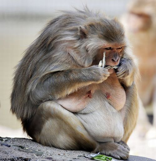 Почему нельзя кормить обезьян (4 Фото)