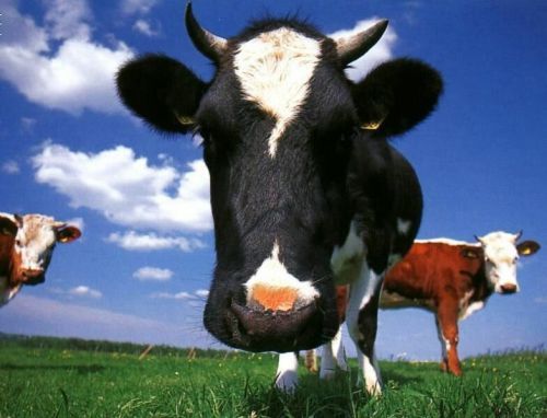 Пост про коров (45 Фото)