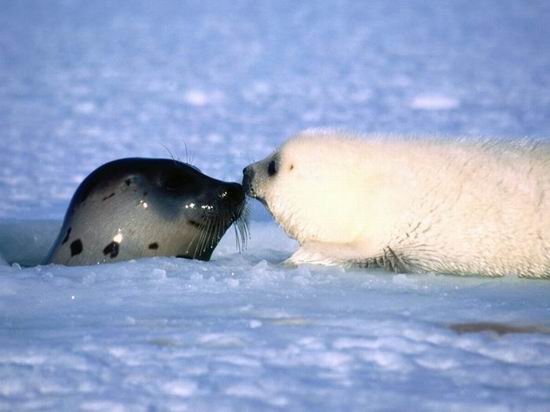 Морские тюлени (20 Фото)