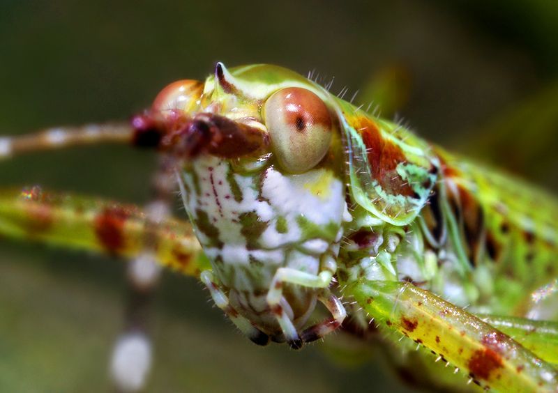 Жуткие насекомые (49 Фото)