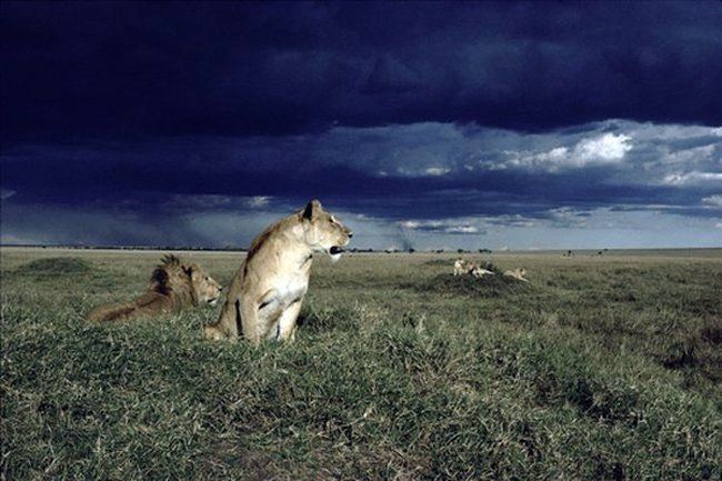 Африканские животные (44 Фото)