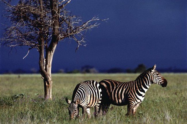 Африканские животные (44 Фото)