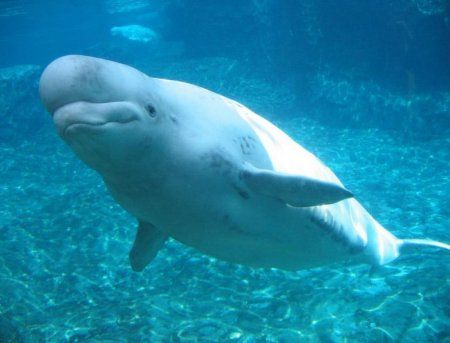 Супер дельфин (53 Фото)