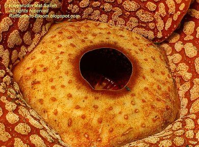 Необычный цветок Раффлезия (17 Фото)