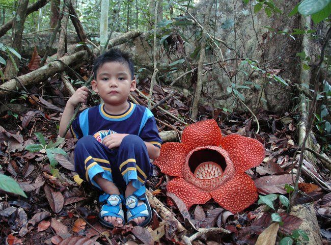 Необычный цветок Раффлезия (17 Фото)