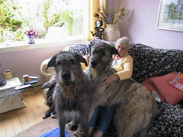 Огромные собаки (6 Фото)