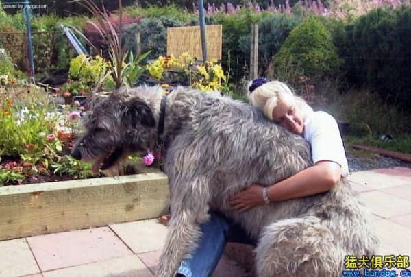 Огромные собаки (6 Фото)
