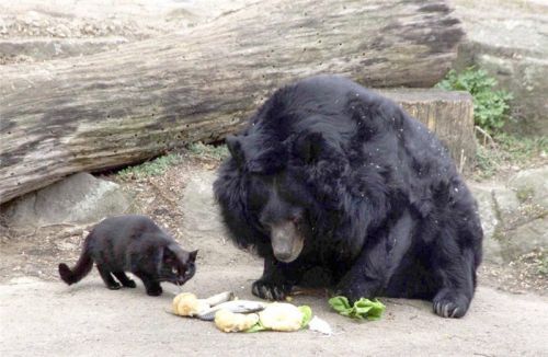 Необычная дружба медведя и кошки (3 Фото)
