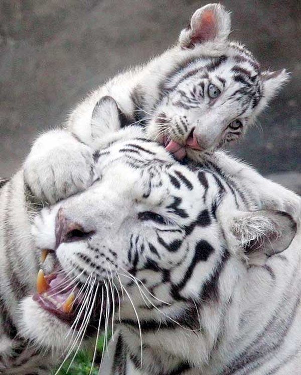 В московском зоопарке родились бенгальские тигры (5 Фото)
