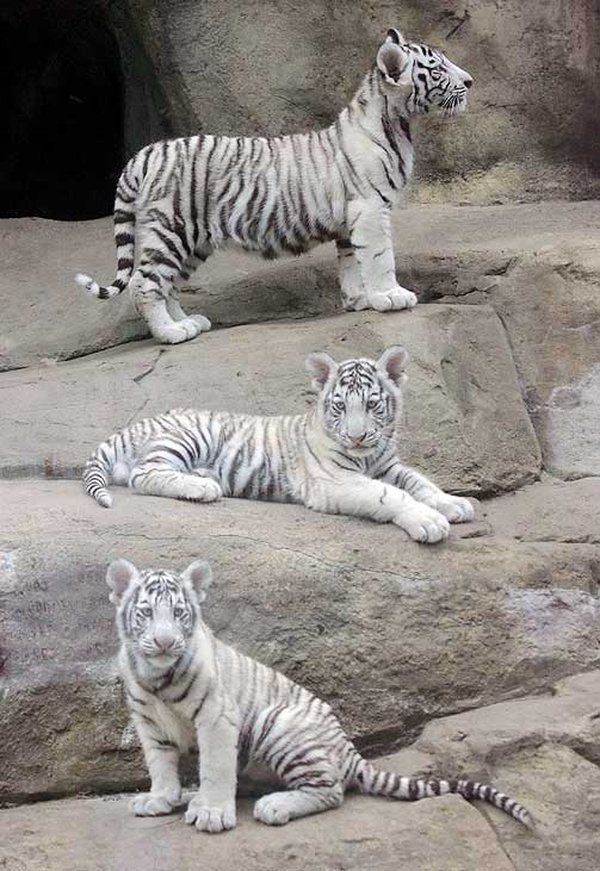 В московском зоопарке родились бенгальские тигры (5 Фото)