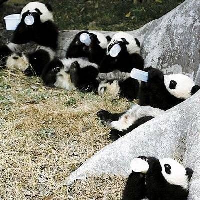 Панды после землетрясения (21 Фото)