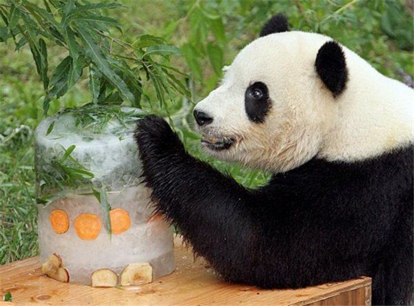 День рождения панды (7 Фото)