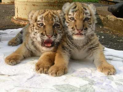 Позитив. Маленькие тигрята (15 Фото)