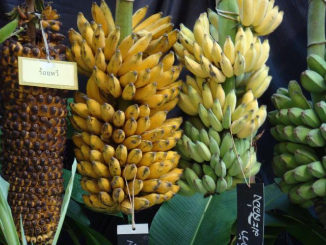 Разновидности бананов (14 Фото)