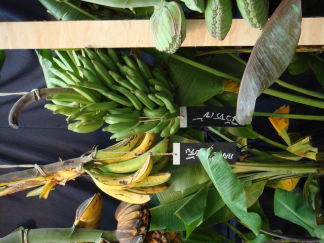 Разновидности бананов (14 Фото)