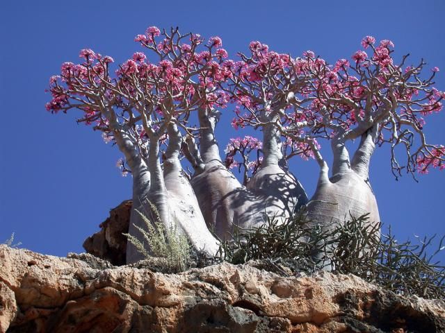 Самые необычные деревья из Йемена (11 Фото)