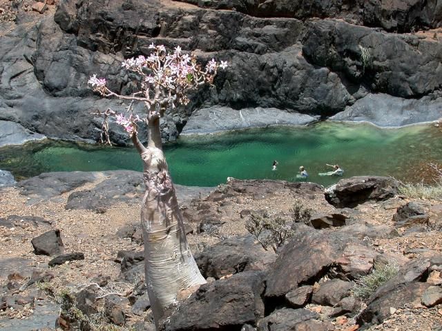Самые необычные деревья из Йемена (11 Фото)