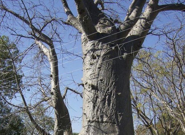 Самое полезное дерево (4 Фото)