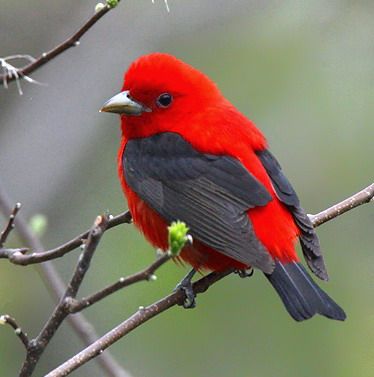 Самые красочные птицы (21 Фото)