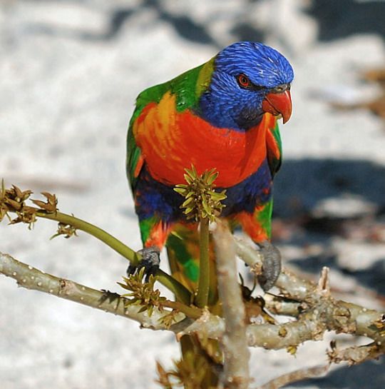 Самые красочные птицы (21 Фото)