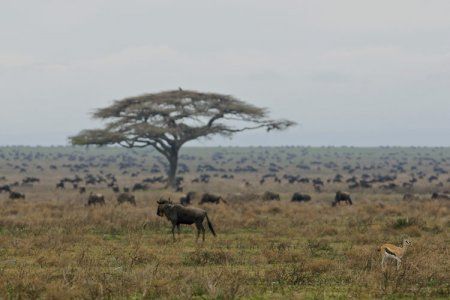 Животный мир Африки (21 Фото)