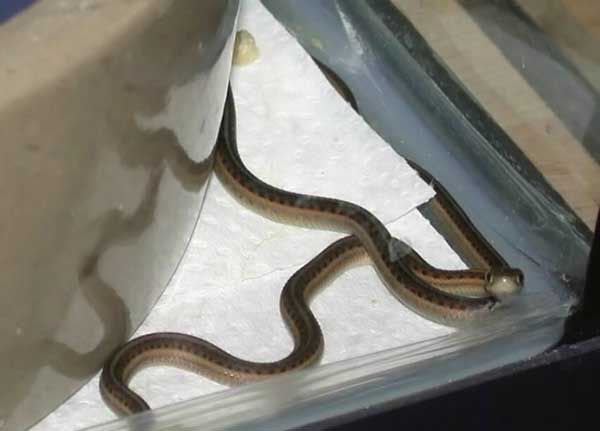 Как происходят роды у змеи (17 Фото)