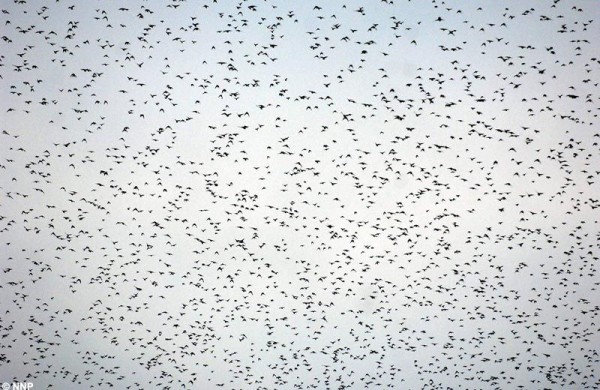Много птиц (3 Фото)