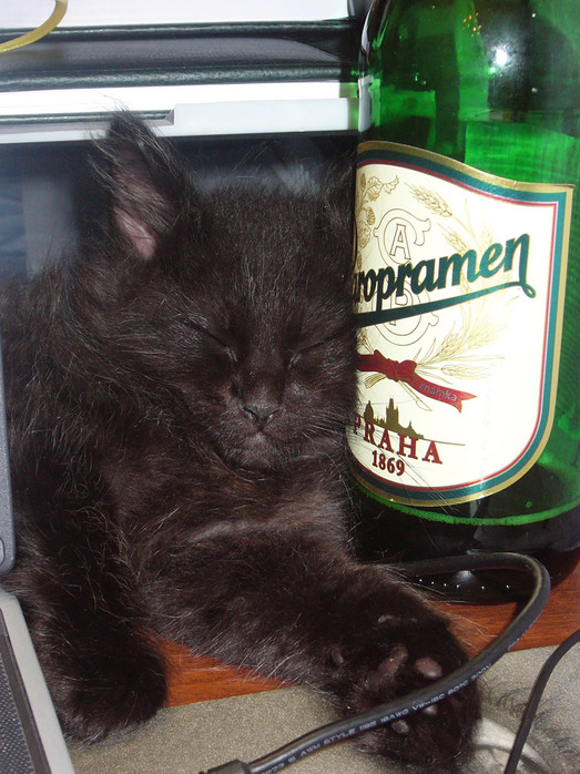 Коты-пьяницы (17 Фото)