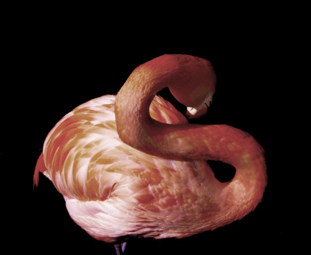 Фламинго (30 Фото)