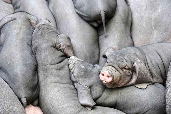 Китайские свиньи (8 Фото)