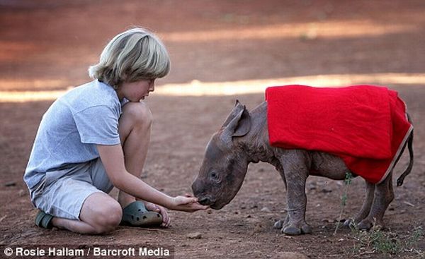 Мпленького носорога бросила мама и он прибился к людям (3 Фото)