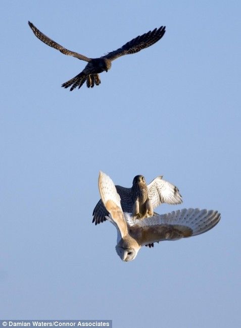 Атака на сову (3 Фото)
