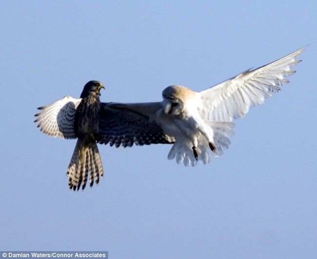 Атака на сову (3 Фото)