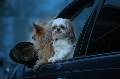 Собаки и машины (16 Фото)