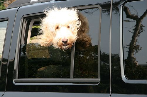 Собаки и машины (16 Фото)