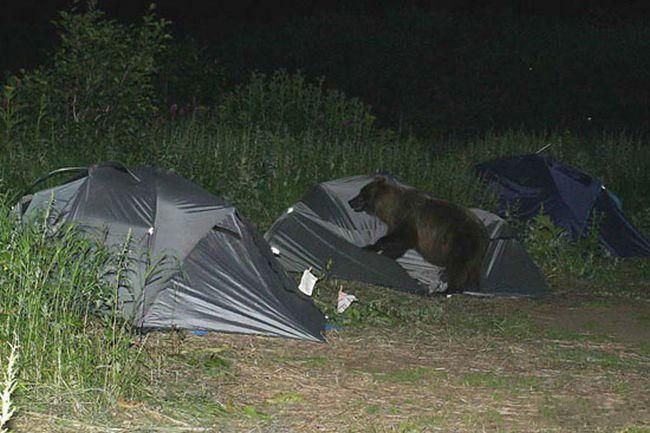 В гости пришел медведь (3 Фото)
