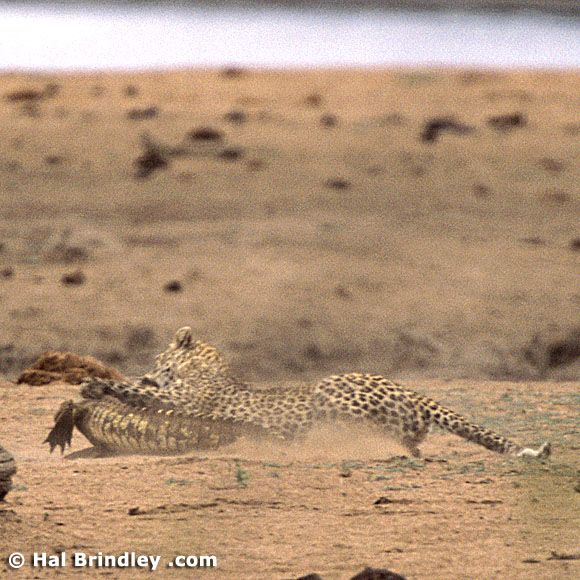 Леопард против крокодила. Полная версия (34 Фото)